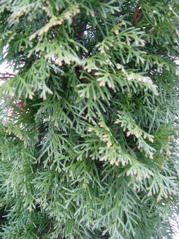 Thuja occidentalis Smaragd – Lebensbaum